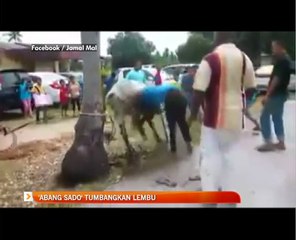 'Abang Sado' tumbangkan lembu