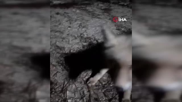 Çiftçi ile tilkiden gülümseten görüntüler...Yiyecek arayan tilkiyi elleriyle besleyip Köylü seni arıyor dedi