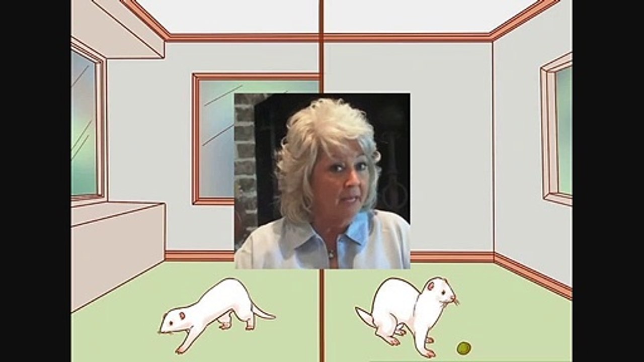 How to Train Your Ferrets to Do Tricks