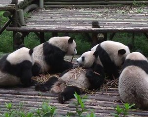 Eats shoots and rarely breeds: giant pandas 'still at risk'