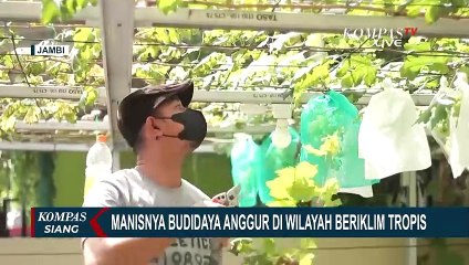 Warga Jambi Berhasil Budidayakan Anggur di Daerah Beriklim Tropis