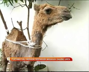 Pertama kali merasai keenakan masakan daging unta