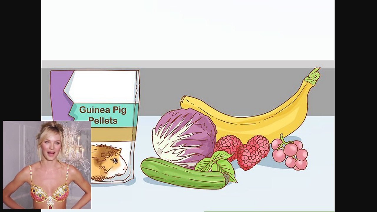 How to Help Your Guinea Pig Adjust to You