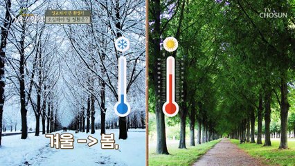 새싹이 돋아나는 환절기에 주의해야하는 심혈관질환! TV CHOSUN 20220305 방송