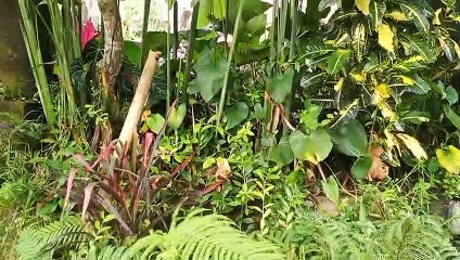 Nuansa alami ubud bali