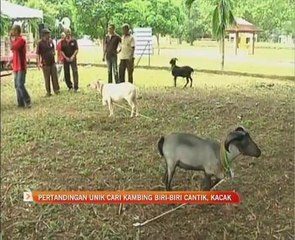 Pertandingan kambing cantik Sempena Merdeka