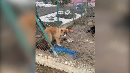 Gerede'de ölü tavuk yiyip çamurda yaşayan köpeklerin hali tepki çekti; belediye başkanı, "Barınağımız yok, bunlar dışarıdan gelenlerin vahşi depolama alanına bıraktıkları hayvanlar' savunması yaptı!