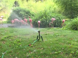 Paris zoo animals pampered despite heatwave