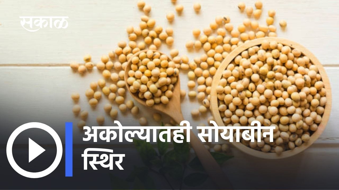 विदर्भात Soybean Market Rate आहेत स्थिर _ Soyabean Rate Today