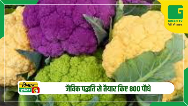 किसान ने उगाई चटक पीली और गुलाबी गोभी, जैविक पद्घति से तैयार किए 800 पौधे | Agriculture News | Kisan Bulletin On Green TV
