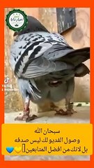 سبحان الله وصول الفديو لك ليس صدفه بل لانك من افضل المتابعين