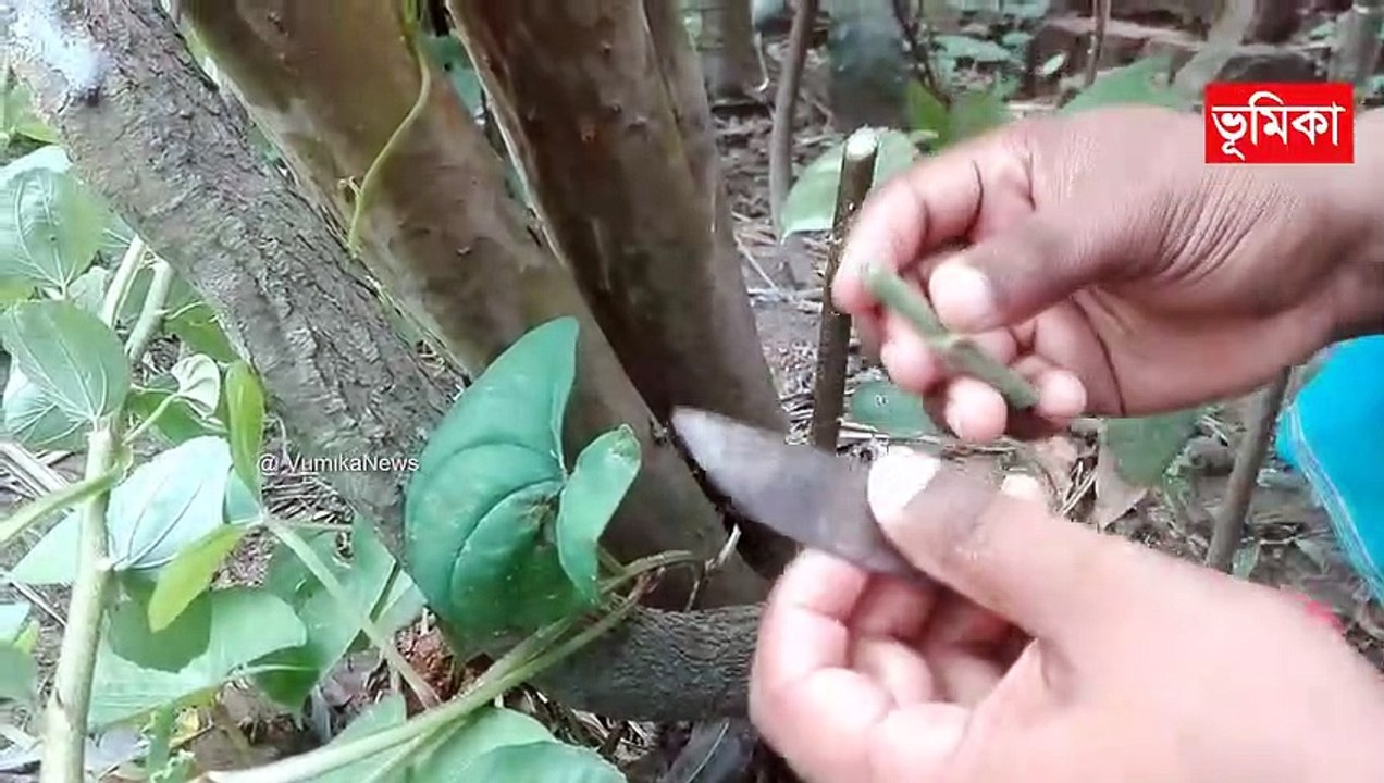 কুল গাছে কলম পদ্ধতি | কাশ্মীরি আপেল কুল গাছে কলম পদ্ধতি |  Grafting apple ber plants (100% Results) | Vumika agro  | Vumika TV। ভূমিকা টিভি