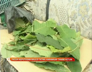 Patuh keputusan Majlis Fatwa haramkan tanam ketum