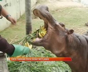 Daya tarikan Paya Indah Wetlands