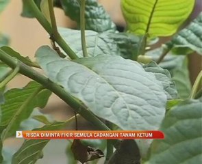 RISDA diminta fikir semula cadangan tanam ketum