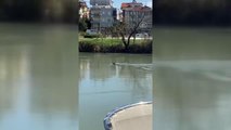 Manavgat Irmağı'nda Akdeniz foku görüldü