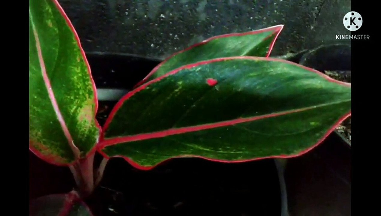 Aglonema lipsik siam aurora -- masih anakan