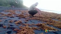 tn7-Extraño fenómeno pinto de marrón las playas del Caribe sur-050322