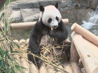 Korean amusement park throws a birthday party for its pandas
