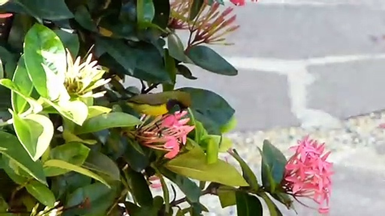 Ashoka Flowers (Ixora Nectar)