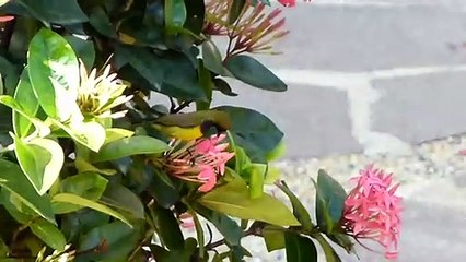 Ashoka Flowers (Ixora Nectar)