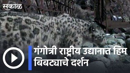 Uttarakhand | गंगोत्री राष्ट्रीय उद्यानात हिम बिबट्याचे दर्शन | Sakal |