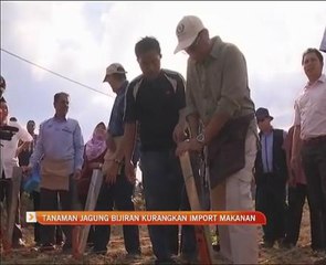 Tanaman jagung bijiran kurangkan import makanan