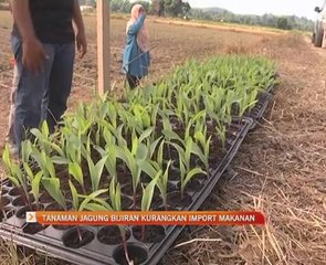Tanaman jagung bijiran kurangkan import makanan