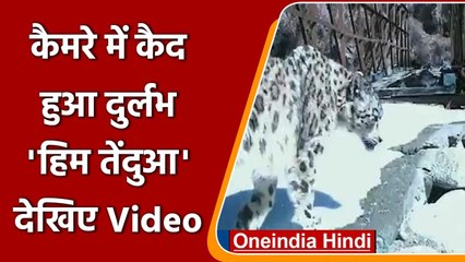 Uttarakhand: Uttarkashi के Gangotri National Park में दिखा दुर्लभ प्रजाति का snow leopard | वनइंडिया