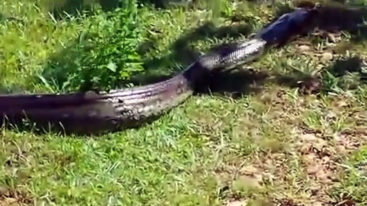 Quand tu croises la route d'un énorme anaconda qui sort de l'eau
