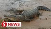 SFC: Report croc threats to us first, don’t kill the reptiles