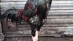 Beautiful Rooster  Video By Kingdom of Awais