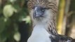 Sanctuary offers hope for endangered Philippine eagle