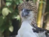 Sanctuary offers hope for endangered Philippine eagle