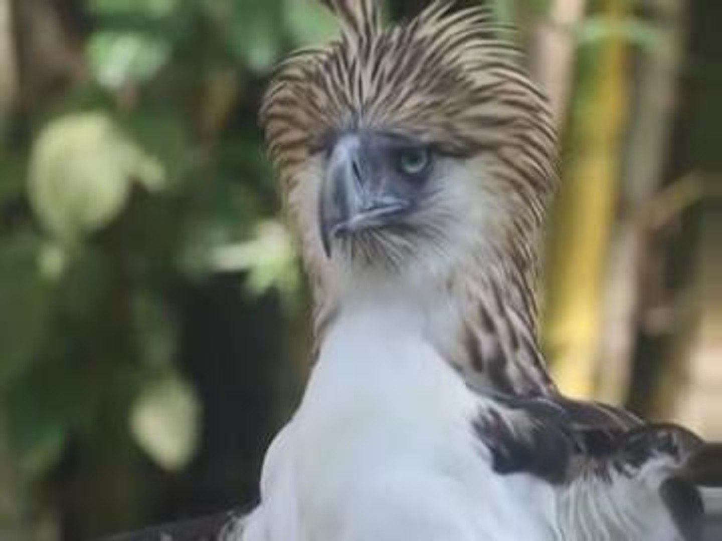 ⁣Sanctuary offers hope for endangered Philippine eagle