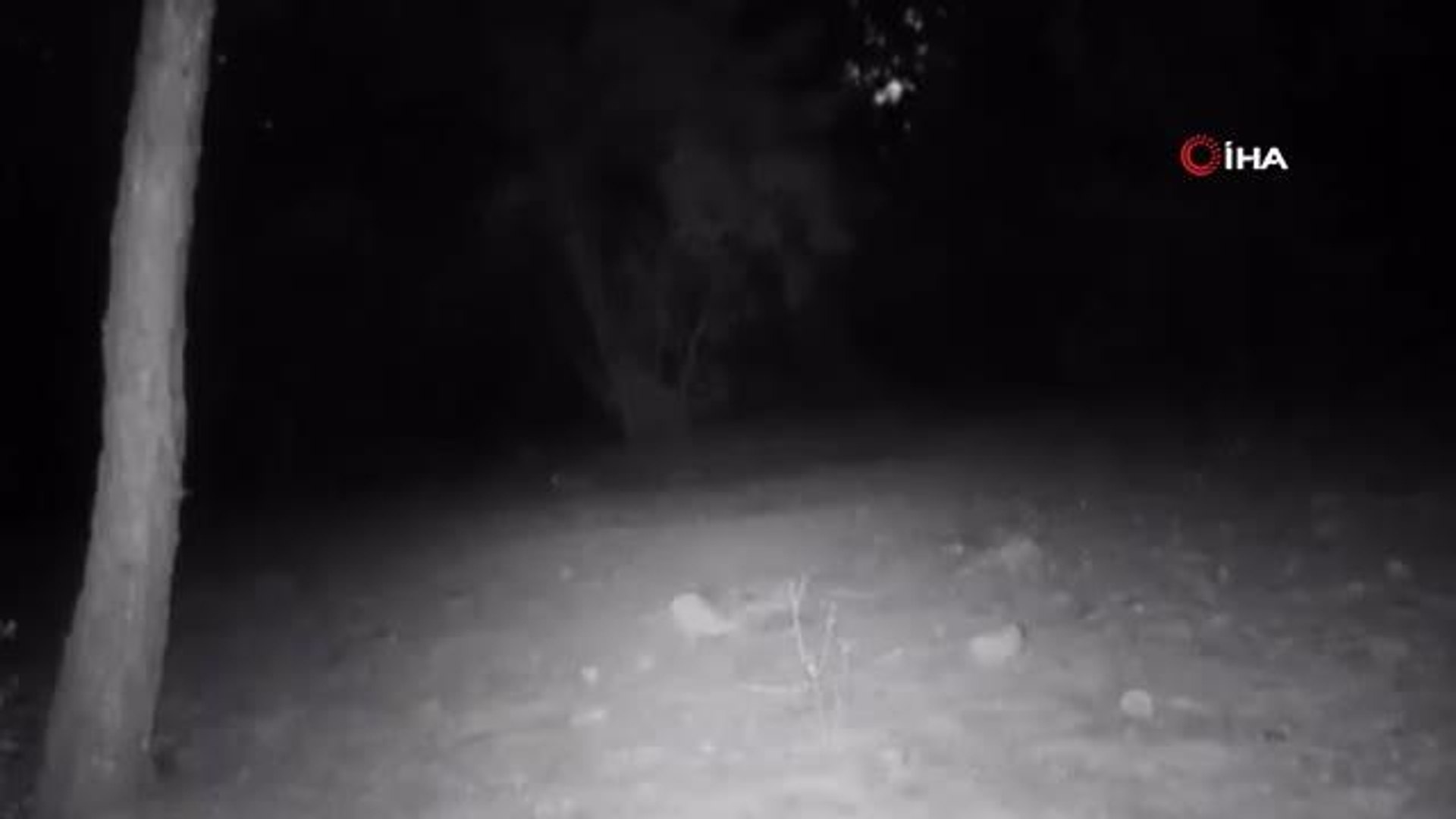 Aydın'daki yaban hayatı görüntülendi