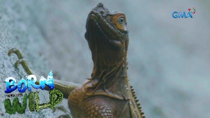 Born to be Wild: What happens to Philippine sailfin lizards when there's a super typhoon?