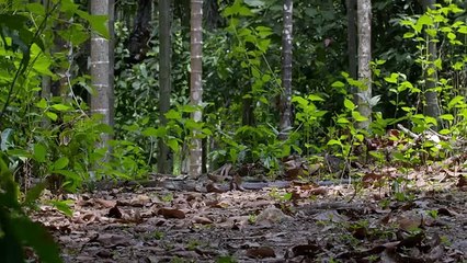 Into the Wild: India - Nagaina: Queen of Kings (2018) 9/10