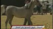 le plus beau Cheval arabe