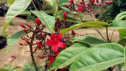 الجاتروفا نبات زينة ازهاره قرمزية رائعة