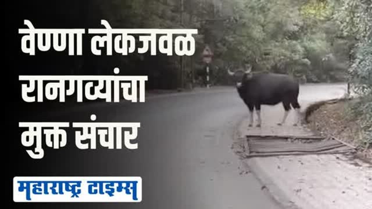 सातारा-पाचगणी रस्त्यावर रानगव्यांच्या कळपाचे दर्शन; पाहा व्हिडिओ