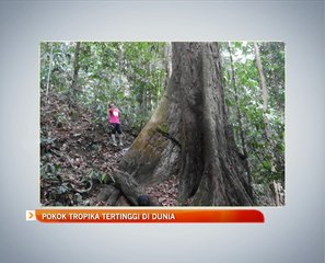 Pokok tropika tertinggi di dunia