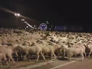 Sheep invade Spanish city after shepherd falls asleep