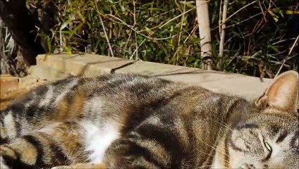 Cute kitten is an trusted friend