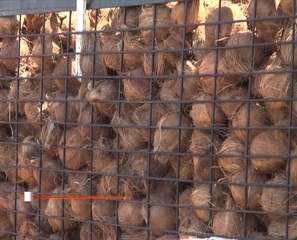 Harga santan dan kelapa kekal