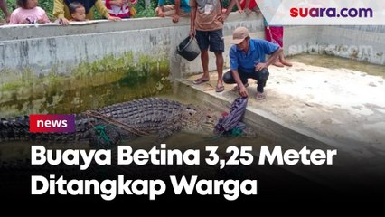 Sering Muncul ke Permukaan Sungai, Buaya Betina Sepanjang 3,25 Meter Ditangkap Warga