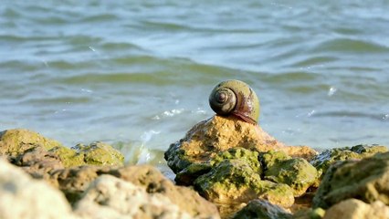 BEAUTIFUL SCENE OF WAVES CRASHING ON THE BAY