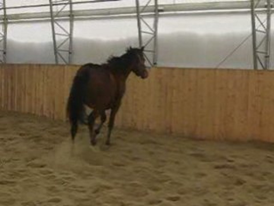 Zephyr en liberté