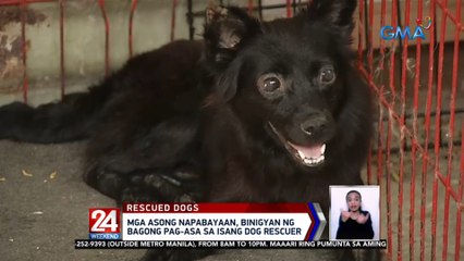 Mga asong napabayaan, binigyan ng bagong pag-asa sa isang dog rescuer  | 24 Oras Weekend