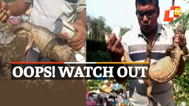 Watch: Monitor Lizard Stuck Inside Can Rescued In Bhubaneswar Badagada Area